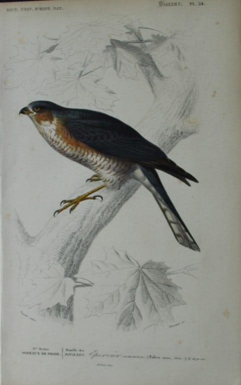 Edouard Travies  - 3 bird prints from Dict. Univ. 1849 (1 of 3)