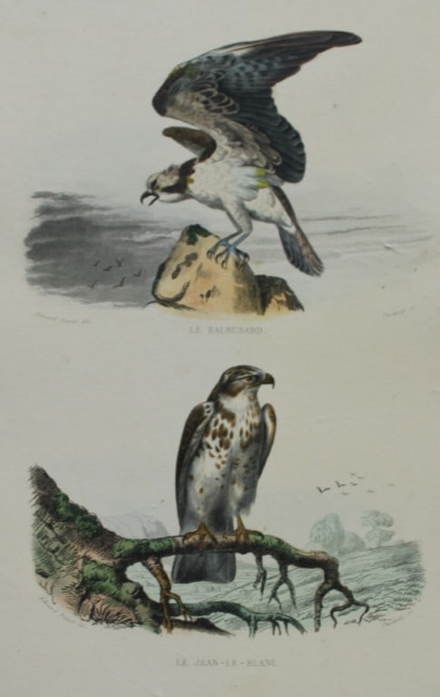 Edouard Travies - 3 prints of Birds of Prey 1839: These original hand-coloured steel engravings are from The Complete Works of Buffon, with extracts from Daubenton, and the classification of Cuvier. Published by Furne et Cie, Paris 1839. The hand-col