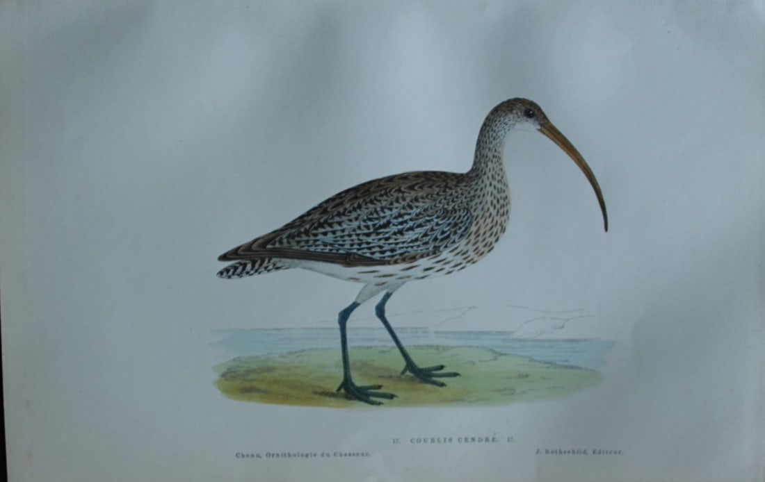JC Chenu - 2 prints: Lapwing and Eurasian Curlew 1870 (1 of 2)