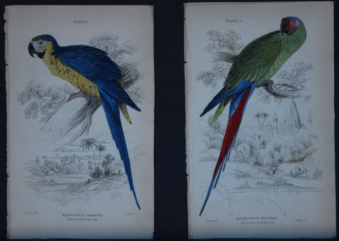 Edward Lear - 4 engravings of parrots 1836: These original hand-coloured steel engravings are from Parrots, Volume X of the Naturalist's Library series, published by Chatto & Windus, London 1836.The parrots were drawn by Edward Lear and engrave