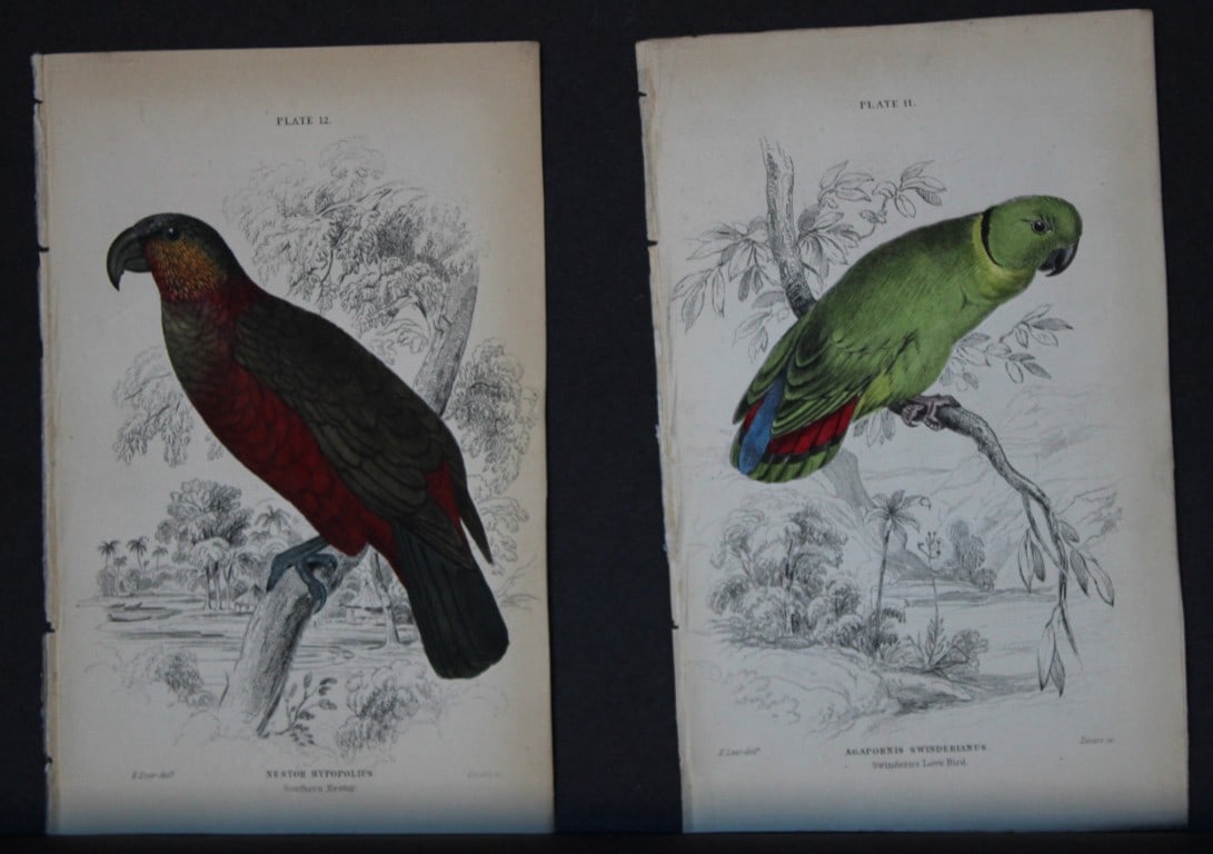 Edward Lear - 4 engravings of parrots 1836: These original hand-coloured steel engravings are from Parrots, Volume X of the Naturalist's Library series, published by Chatto & Windus, London 1836.The parrots were drawn by Edward Lear and engrave