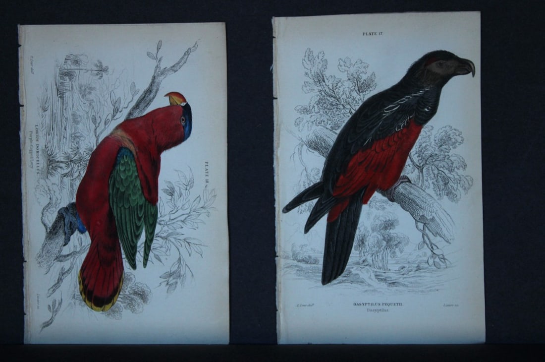 Edward Lear - 4 engravings of parrots 1836 (1 of 5)