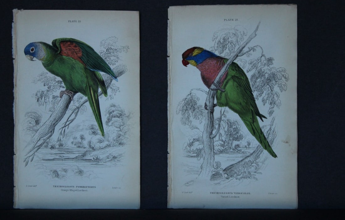 Edward Lear - 4 engravings of parrots 1836 (1 of 3)