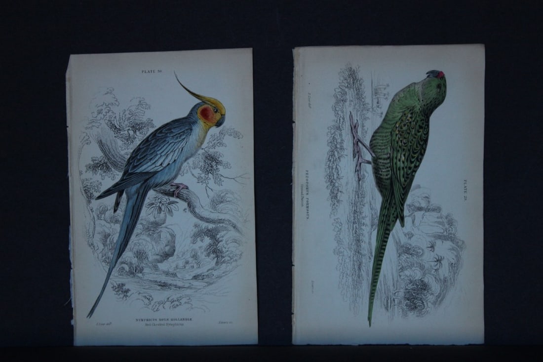 Edward Lear - 4 engravings of parrots 1836 (1 of 4)