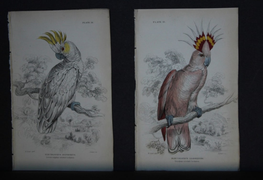 Edward Lear - 2 engravings of cockatoos 1836 (1 of 2)