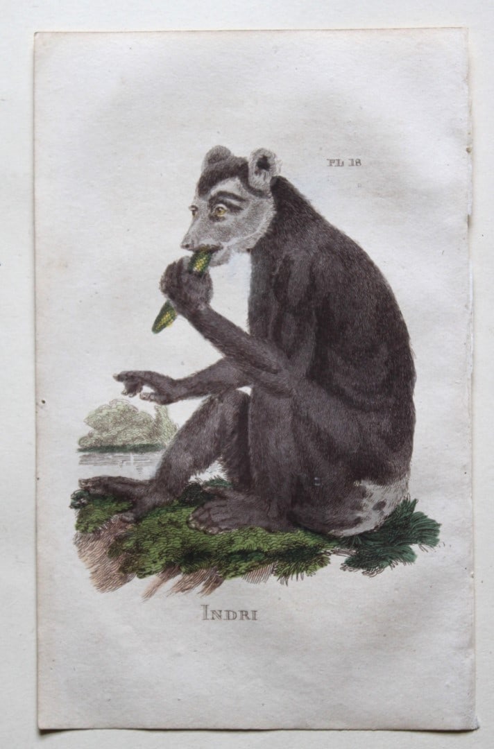 Brightly - 5 engravings of Lemurs 1811: These copperplate engravings are from The Natural History of Quadrupeds, and Cetaceous Animals by various authors. Published by Brightly and Co, Bungay 1811.The prints included in this lot are: Indri;