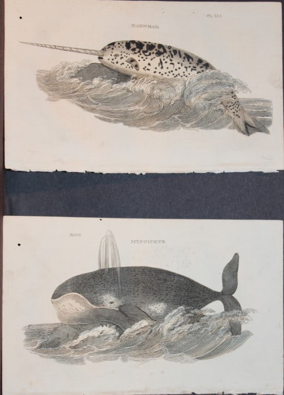 Brightly - 5 engravings of Whales 1811 (1 of 3)