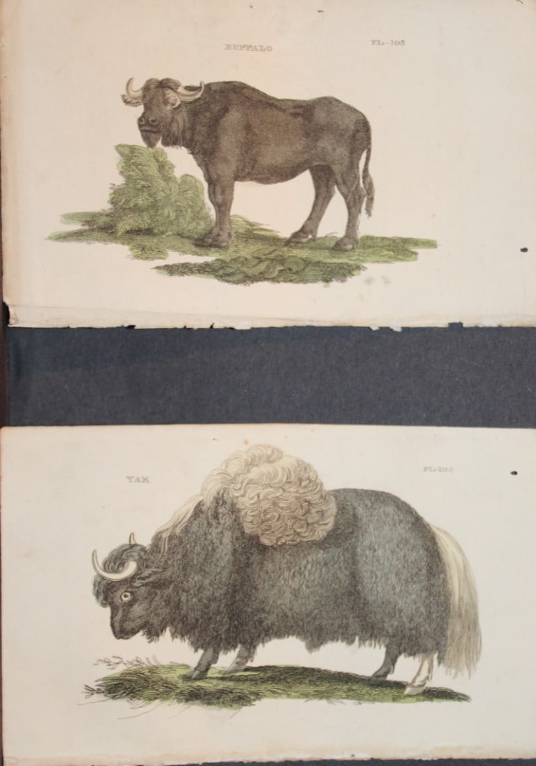 Brightly - 4 engravings of Buffalo and Bisons 1811: These copperplate engravings are from The Natural History of Quadrupeds, and Cetaceous Animals by various authors. Published by Brightly and Co, Bungay 1811.The prints included in this lot are: Buffal