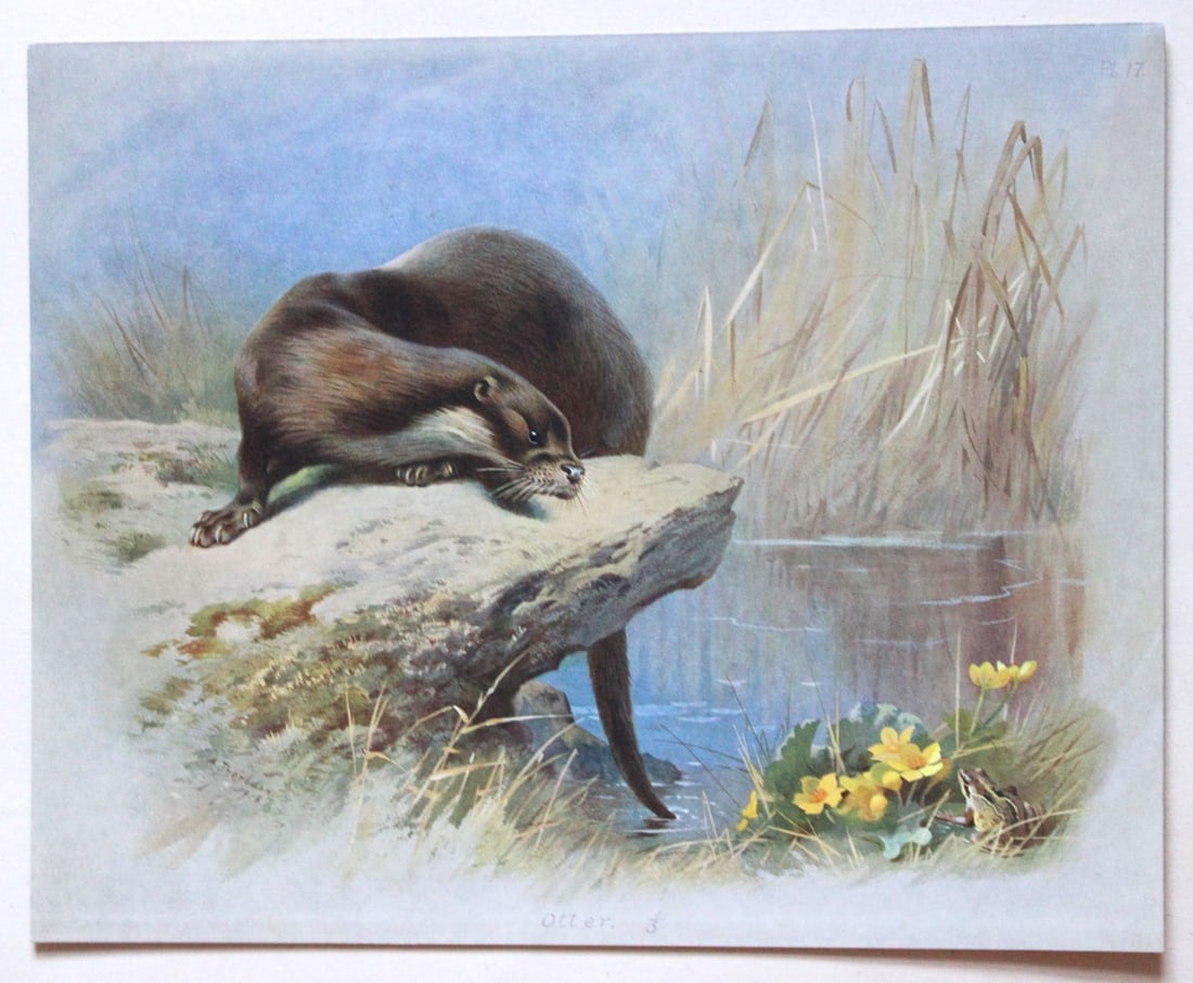 A Thorburn - 2 prints of an Otter and a Mole 1920: These original antique prints are from British Mammals by Archibald Thorburn. Published by Longmans, Green and Co. 39 Paternoster Row, London, 1920. This chromolithograph is after a painting by the Sc