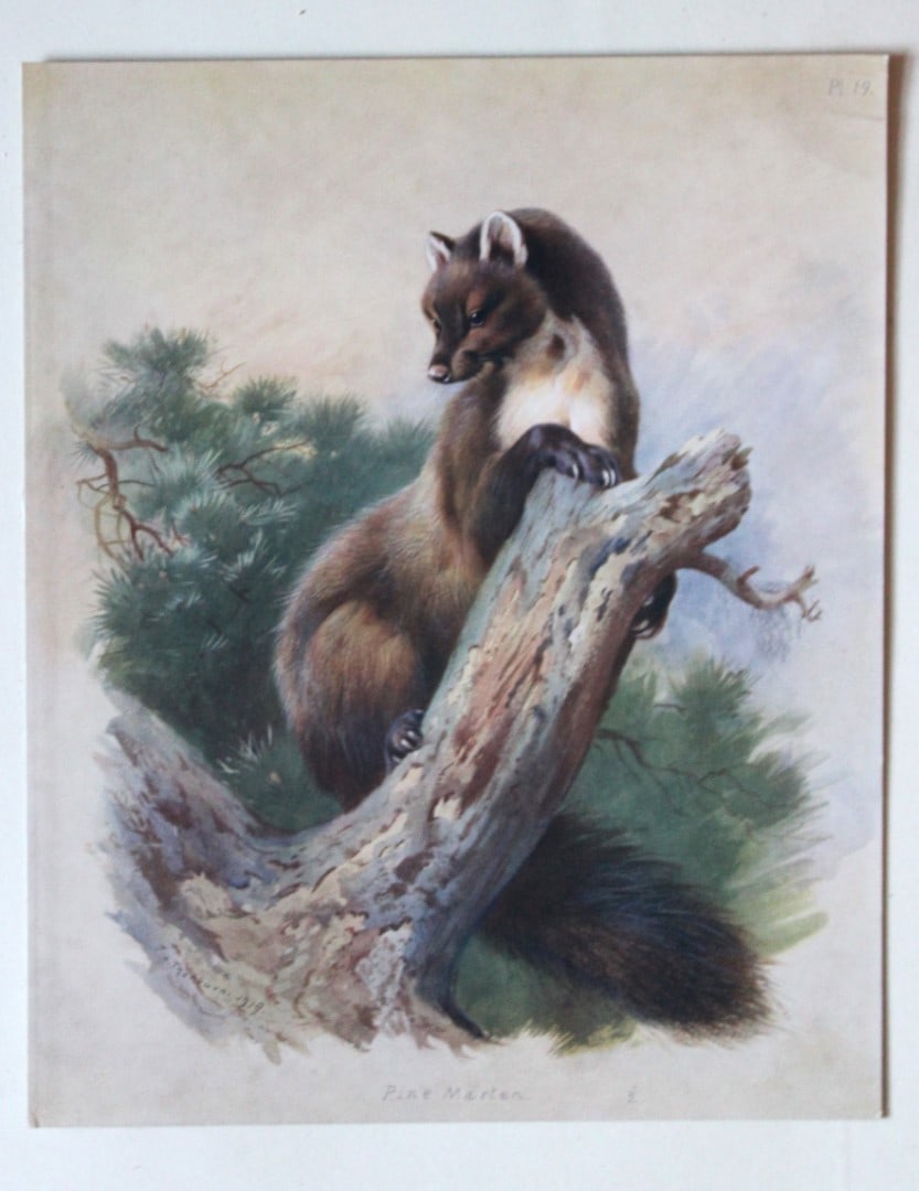 A Thorburn - 2 prints of Polecat and Pine Marten 1920: These original antique prints are from British Mammals by Archibald Thorburn. Published by Longmans, Green and Co. 39 Paternoster Row, London, 1920. This chromolithograph is after a painting by the Sc