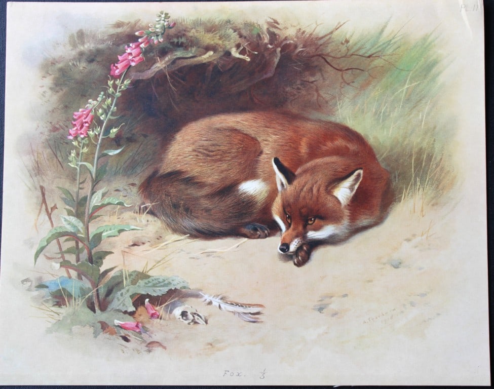 A Thorburn - 2 prints of a Fox and a Badger 1920: These original antique prints are from British Mammals by Archibald Thorburn. Published by Longmans, Green and Co. 39 Paternoster Row, London, 1920. This chromolithograph is after a painting by the Sc