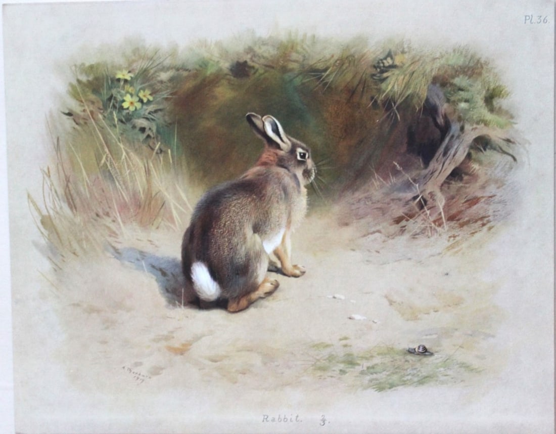 A Thorburn - 2 prints of a Hare and a Rabbit 1920: These original antique prints are from British Mammals by Archibald Thorburn. Published by Longmans, Green and Co. 39 Paternoster Row, London, 1920. This chromolithograph is after a painting by the Sc