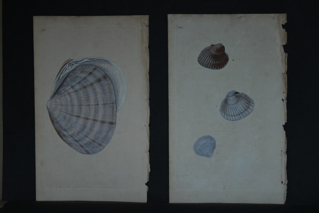 Edward Donovan - 4 Hand-coloured engravings of shells 1800 (1 of 2)