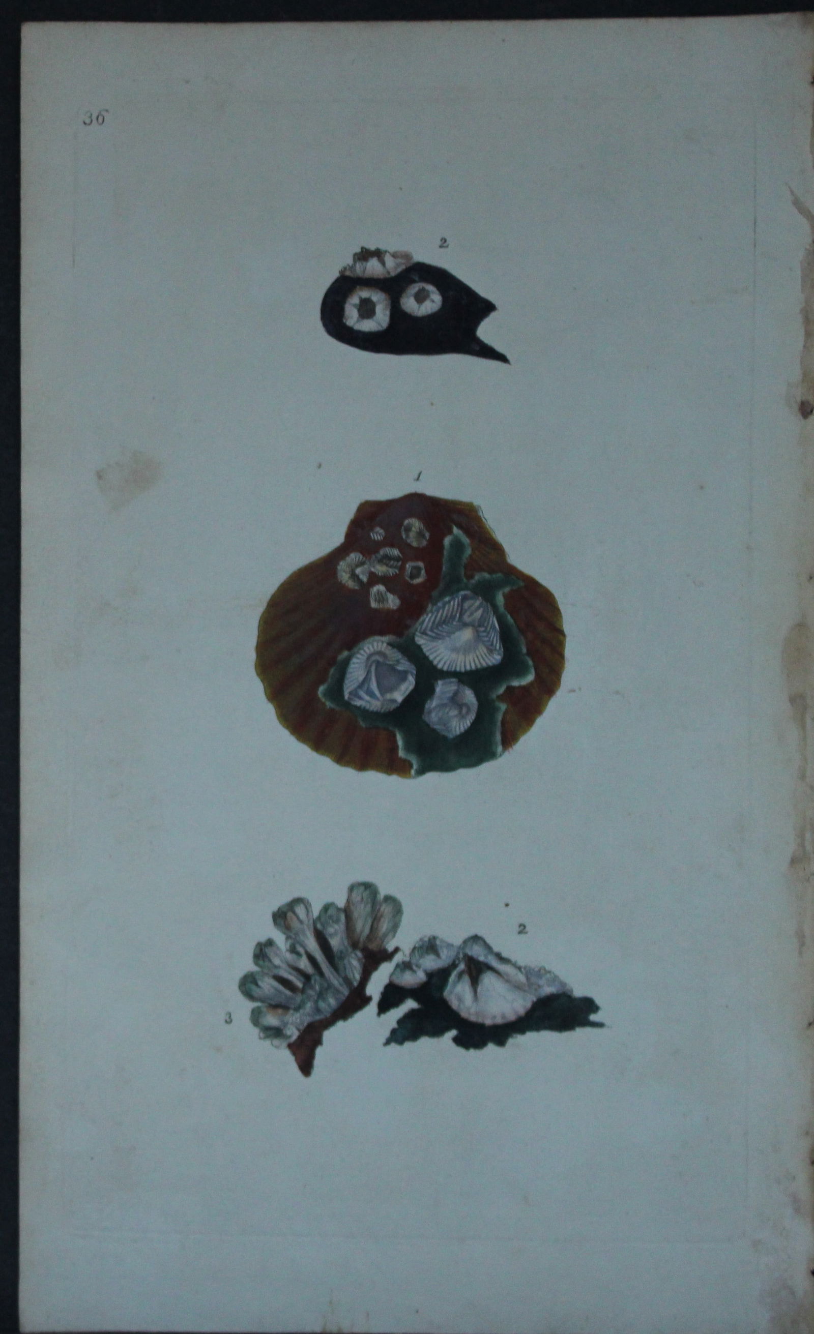 Edward Donovan - 4 Hand-coloured engravings of shells 1800 (1 of 2)