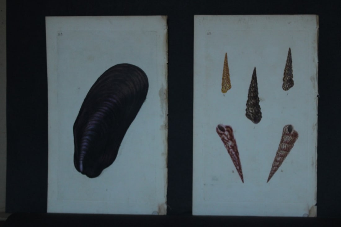 Edward Donovan - 4 Hand-coloured engravings of shells 1800 (1 of 2)