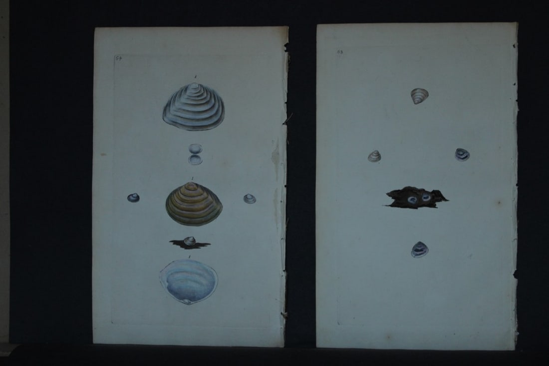 Edward Donovan - 4 Hand-coloured engravings of shells 1800 (1 of 2)