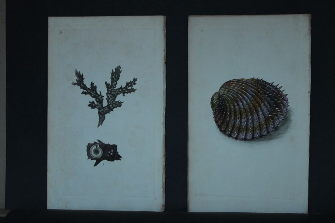 Edward Donovan - 4 Hand-coloured engravings of shells 1800 (1 of 2)