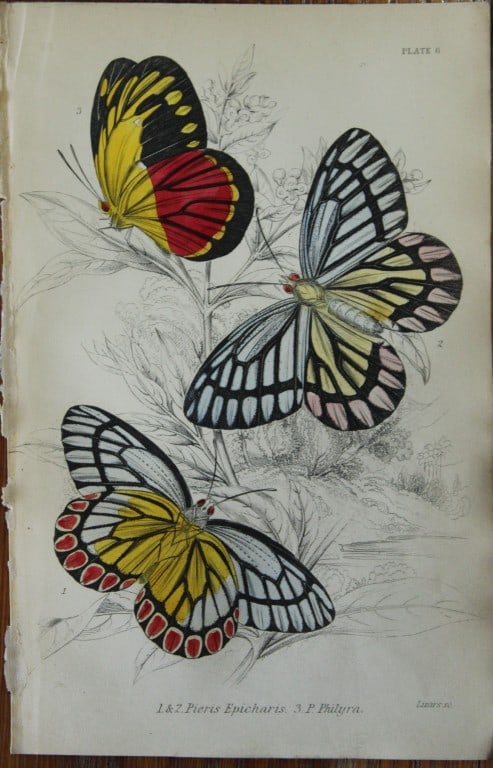 James Duncan - 2 prints of Foreign Butterflies 1837: These beautiful hand-coloured engravings of butterflies are from Sir William Jardine?s The Naturalist's Library ? Entomology, Volume V, Foreign Butterflies illustrated by James Duncan. Published by WH