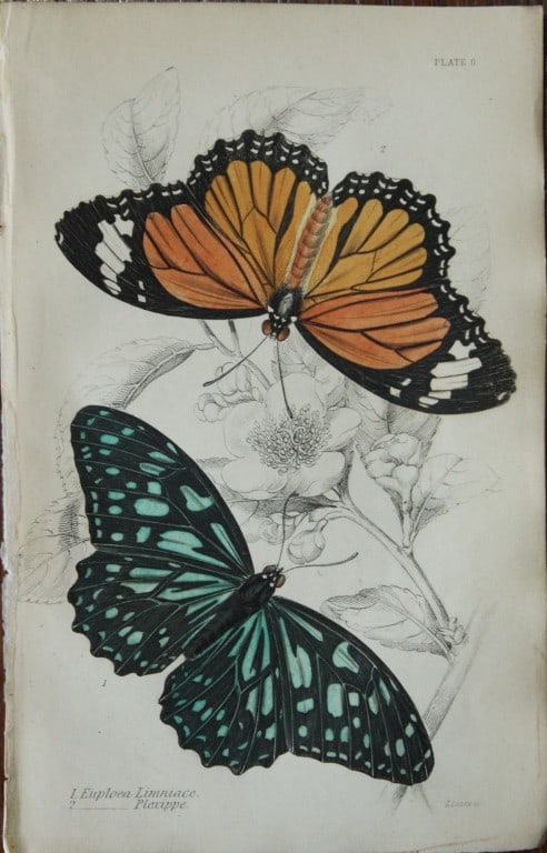 James Duncan - 2 prints of Foreign Butterflies 1837: These beautiful hand-coloured engravings of butterflies are from Sir William Jardine?s The Naturalist's Library ? Entomology, Volume V, Foreign Butterflies illustrated by James Duncan. Published by WH