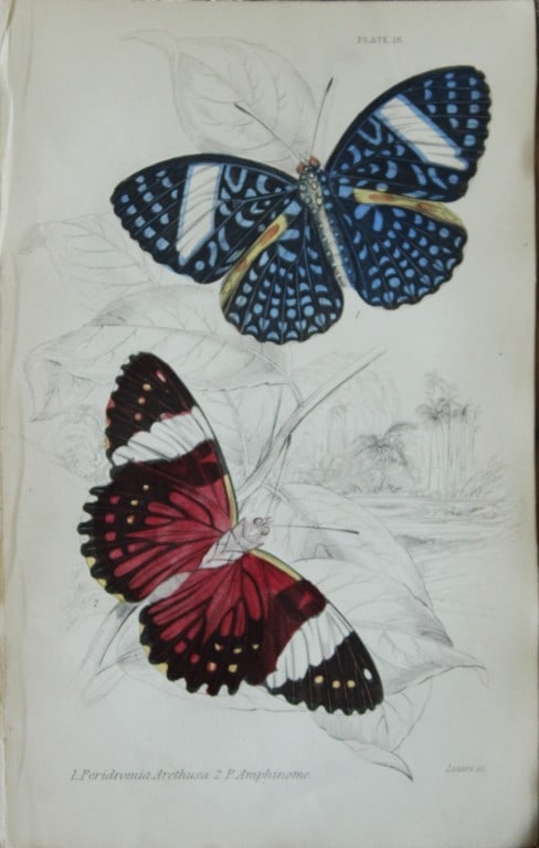 James Duncan - 2 prints of Foreign Butterflies 1837: These beautiful hand-coloured engravings of butterflies are from Sir William Jardine?s The Naturalist's Library ? Entomology, Volume V, Foreign Butterflies illustrated by James Duncan. Published by WH