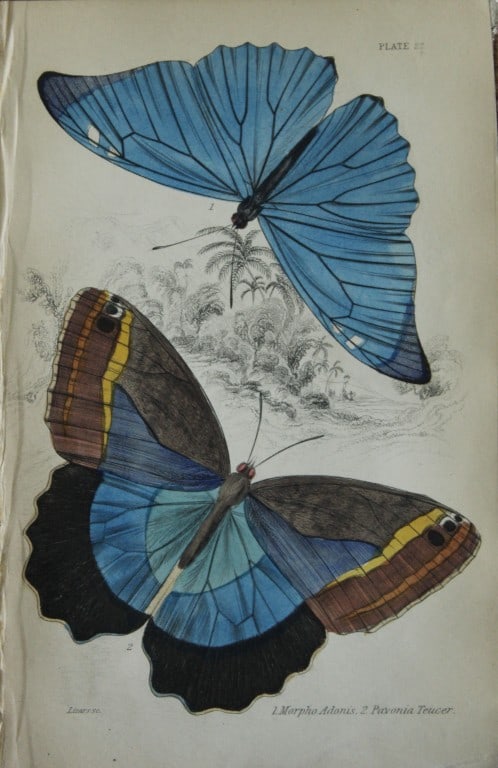 James Duncan - 2 prints of Foreign Butterflies 1837: These beautiful hand-coloured engravings of butterflies are from Sir William Jardine?s The Naturalist's Library ? Entomology, Volume V, Foreign Butterflies illustrated by James Duncan. Published by WH