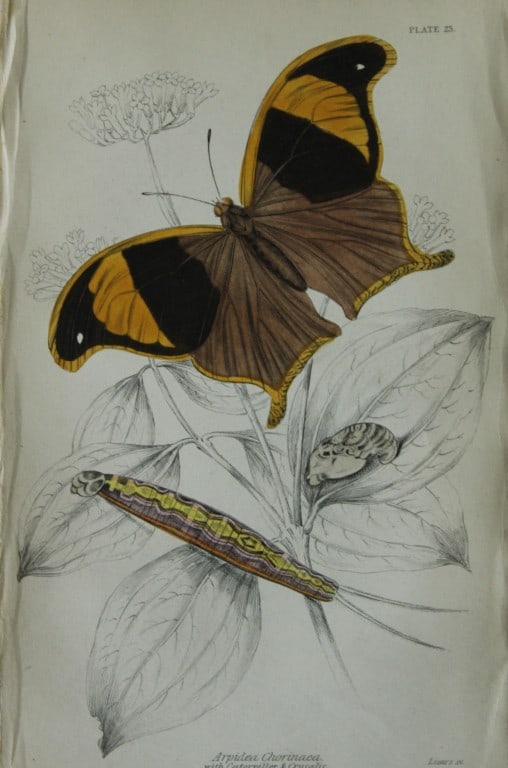 James Duncan - 2 prints of Foreign Butterflies 1837: These beautiful hand-coloured engravings of butterflies are from Sir William Jardine?s The Naturalist's Library ? Entomology, Volume V, Foreign Butterflies illustrated by James Duncan. Published by WH