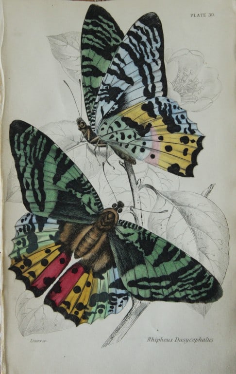 James Duncan - 2 prints of Foreign Butterflies 1837: These beautiful hand-coloured engravings of butterflies are from Sir William Jardine?s The Naturalist's Library ? Entomology, Volume V, Foreign Butterflies illustrated by James Duncan. Published by WH