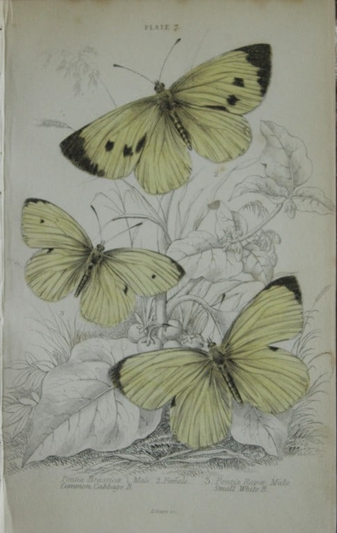 James Duncan - 3 prints of British Butterflies 1835: These engravings of British butterflies are from Sir William Jardine?s The Naturalist's Library ? Entomology, Volume III, British Butterflies by James Duncan, published by?WH Lizars, Edinburgh 1835. E