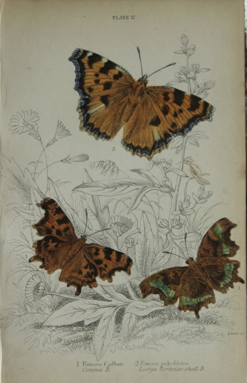 James Duncan - 3 prints of British Butterflies 1835: These engravings of British butterflies are from Sir William Jardine?s The Naturalist's Library ? Entomology, Volume III, British Butterflies by James Duncan, published by?WH Lizars, Edinburgh 1835. E