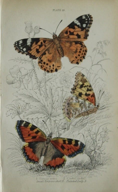 James Duncan - 3 prints of British Butterflies 1835: These engravings of British butterflies are from Sir William Jardine?s The Naturalist's Library ? Entomology, Volume III, British Butterflies by James Duncan, published by?WH Lizars, Edinburgh 1835. E