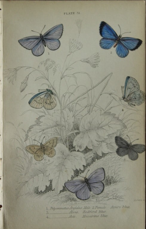 James Duncan - 3 prints of British Butterflies 1835: These engravings of British butterflies are from Sir William Jardine?s The Naturalist's Library ? Entomology, Volume III, British Butterflies by James Duncan, published by?WH Lizars, Edinburgh 1835. E