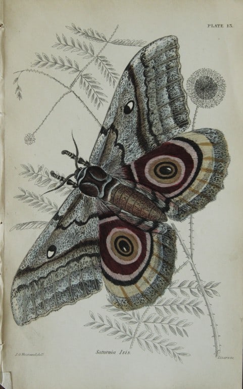 James Duncan - 3 prints of Exotic Moths 1835 (1 of 3)