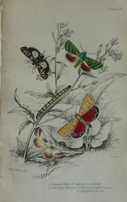 James Duncan - 3 prints of Exotic Moths 1835 (1 of 3)