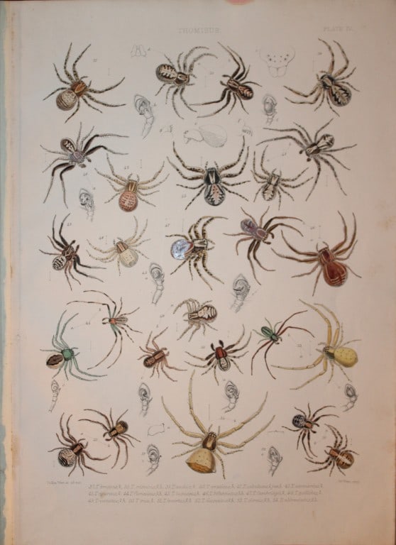 John Blackwall - Spiders of Great Britain and Ireland 1864 (1 of 1)