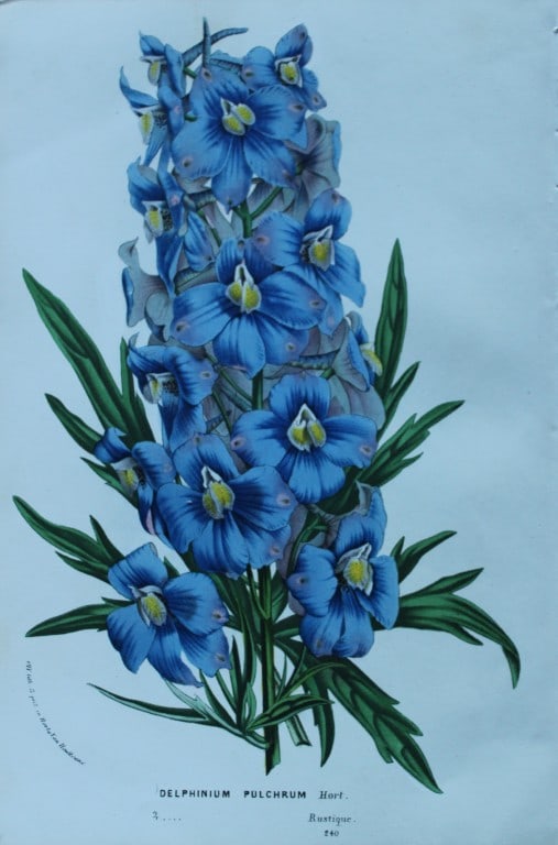 Lemaire & van Houtte - 3 prints from Flore des Serres 1867 (1 of 3)