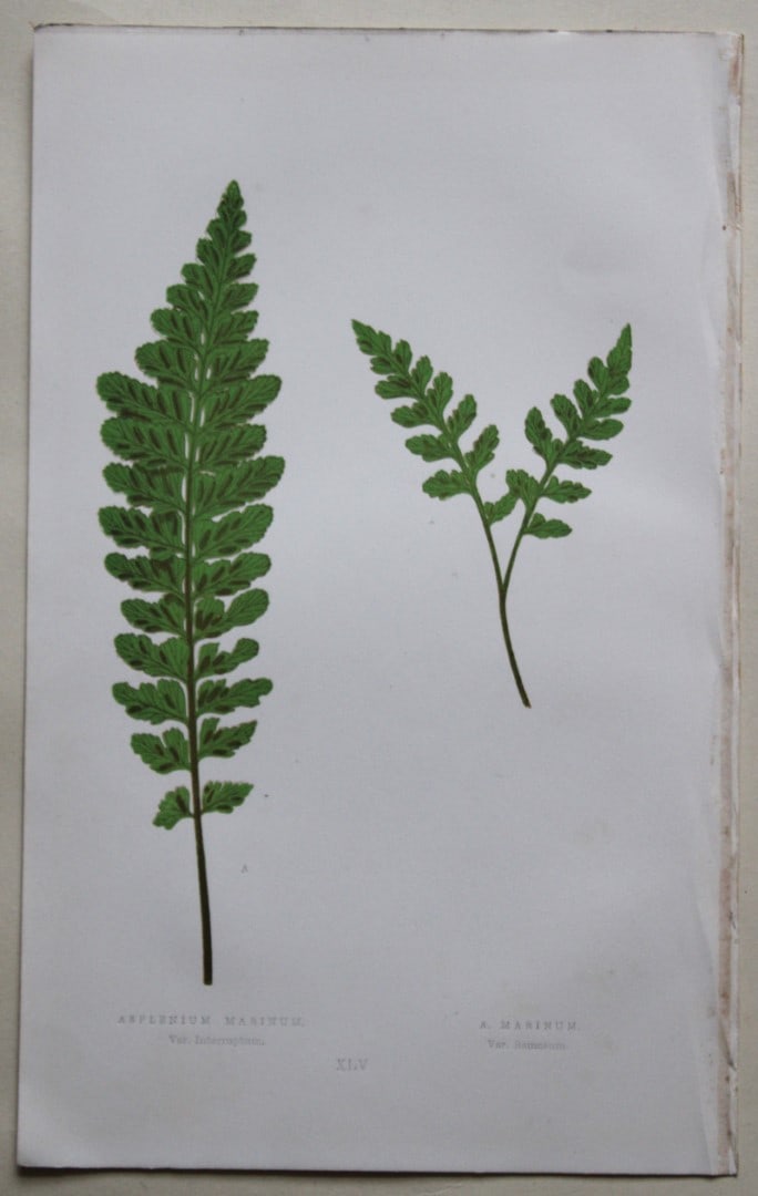 Edward Lowe - 4 hand-coloured fern engravings 1869 (1 of 4)