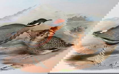 John Gould - Original lithograph of Indian Courser 1849-83