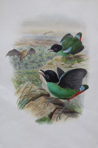 John Gould - Original lithograph of Forsten's Pitta 1875-88 (1 of 2)