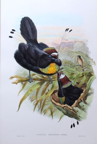John Gould - Original lithograph of Bird of Paradise  1875-88 (1 of 3)