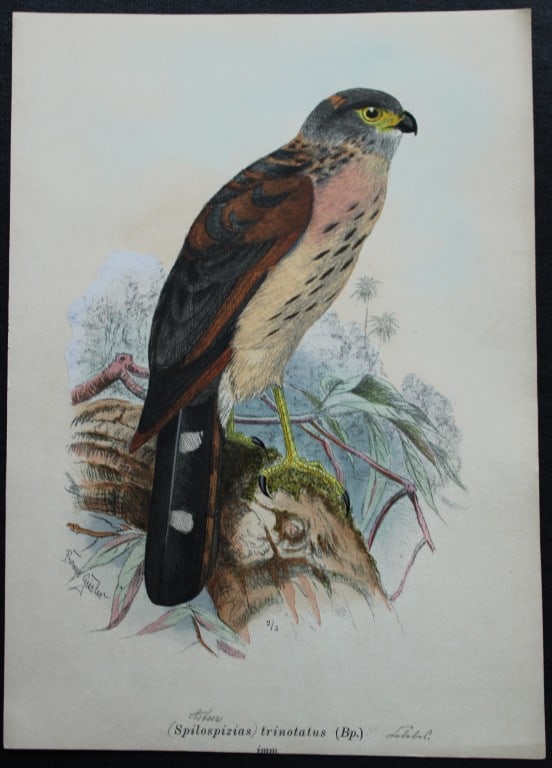 Bruno Geisler - Spot-tailed Goshawk (Spilospizias trinotatus) 1898: This engraving is by Bruno Geisler from The Birds of Celebes and Neighbouring Islands by AB Meyer & LW Wiglesworth. Published by R Friedlander & Sohn, Berlin 1898.Bruno Geisler (1857-1945) was a Germa