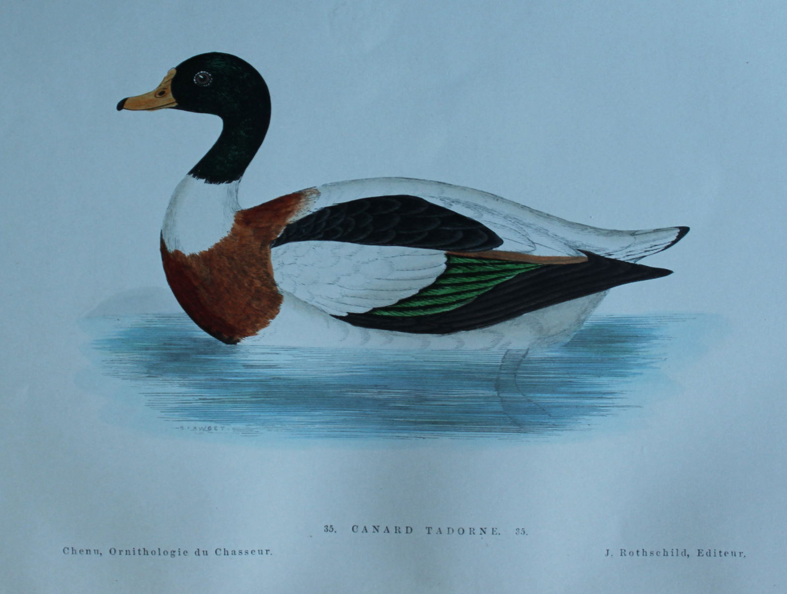 Jean Charles Chenu - 3 hand-coloured lithographs of Ducks 1870 (1 of 6)