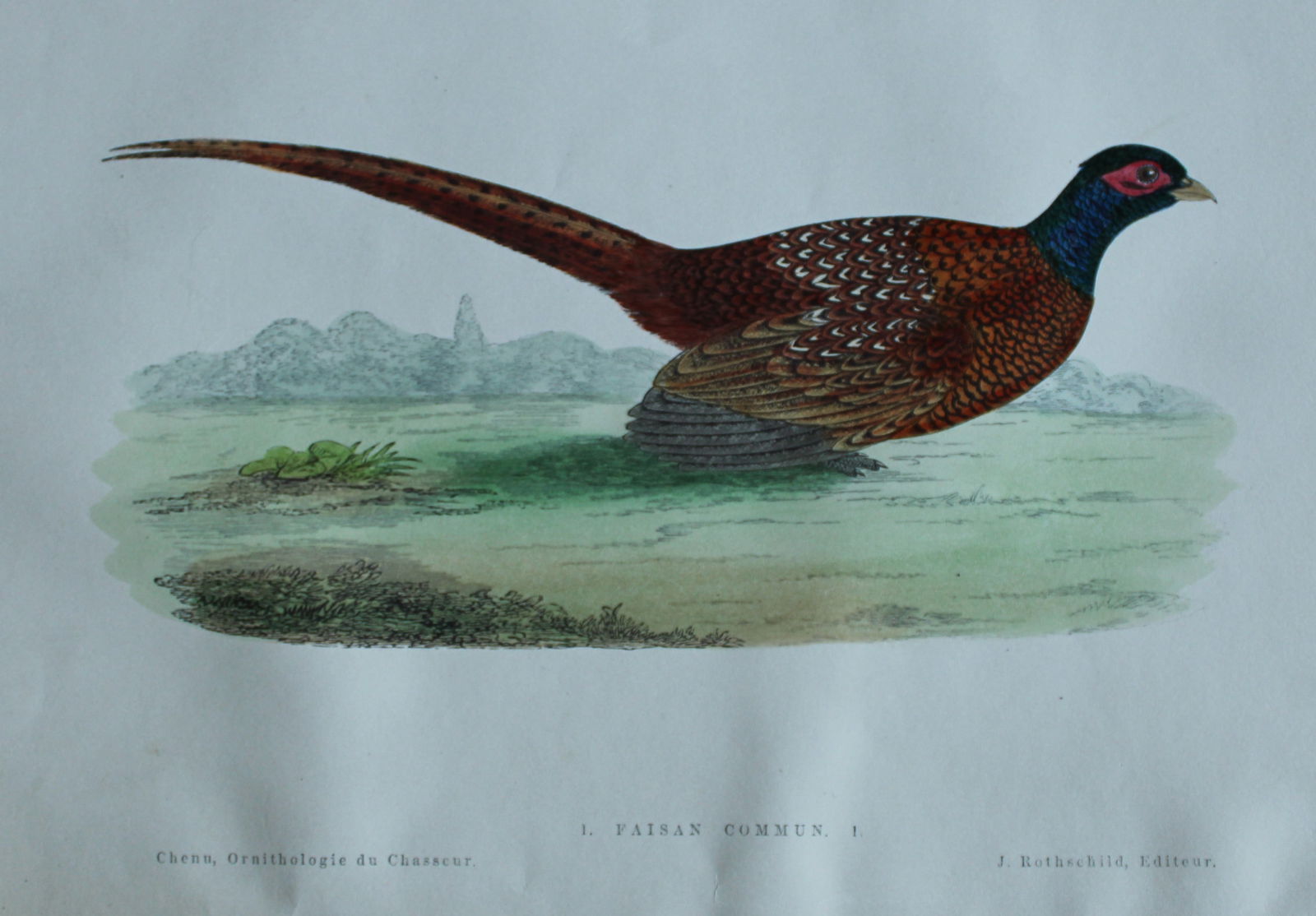 Jean Charles Chenu - 3 hand-coloured lithographs of Game birds 1870 (1 of 6)