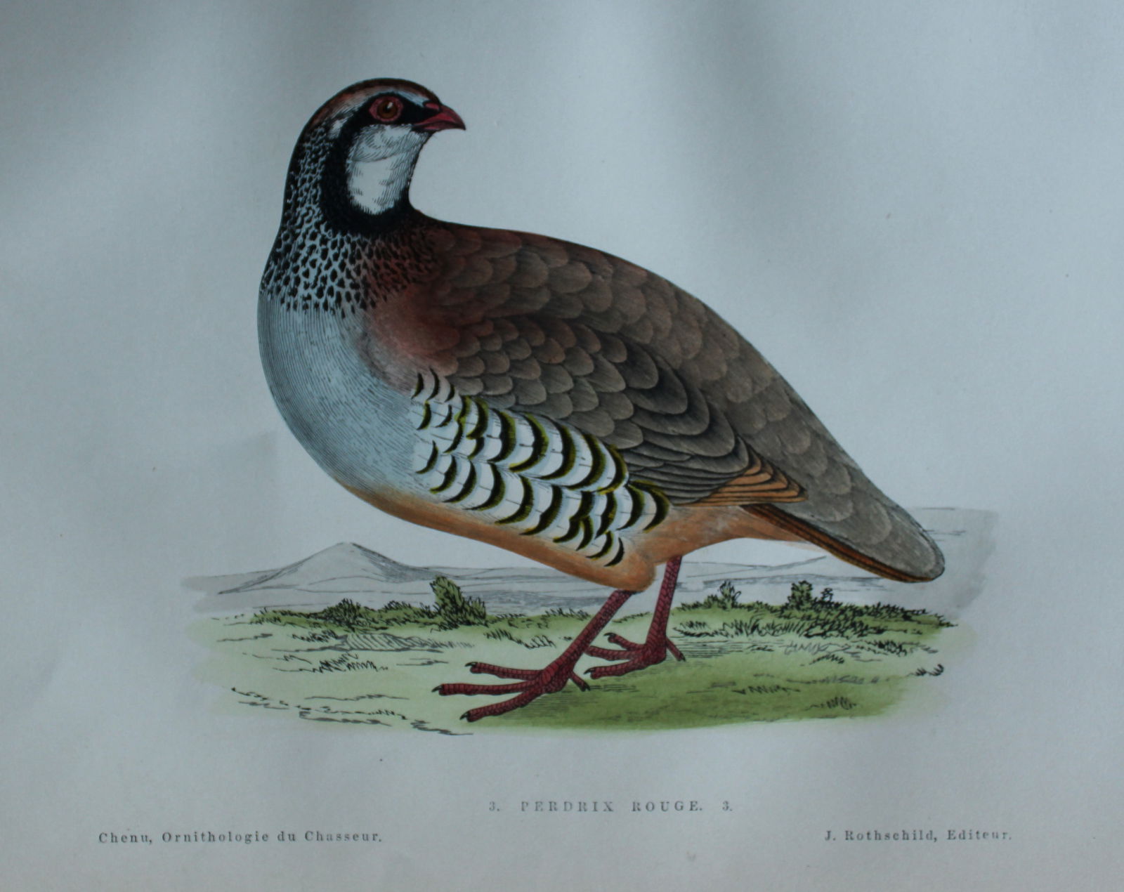 Jean Charles Chenu - 3 hand-coloured lithographs of Game birds 1870 (1 of 6)