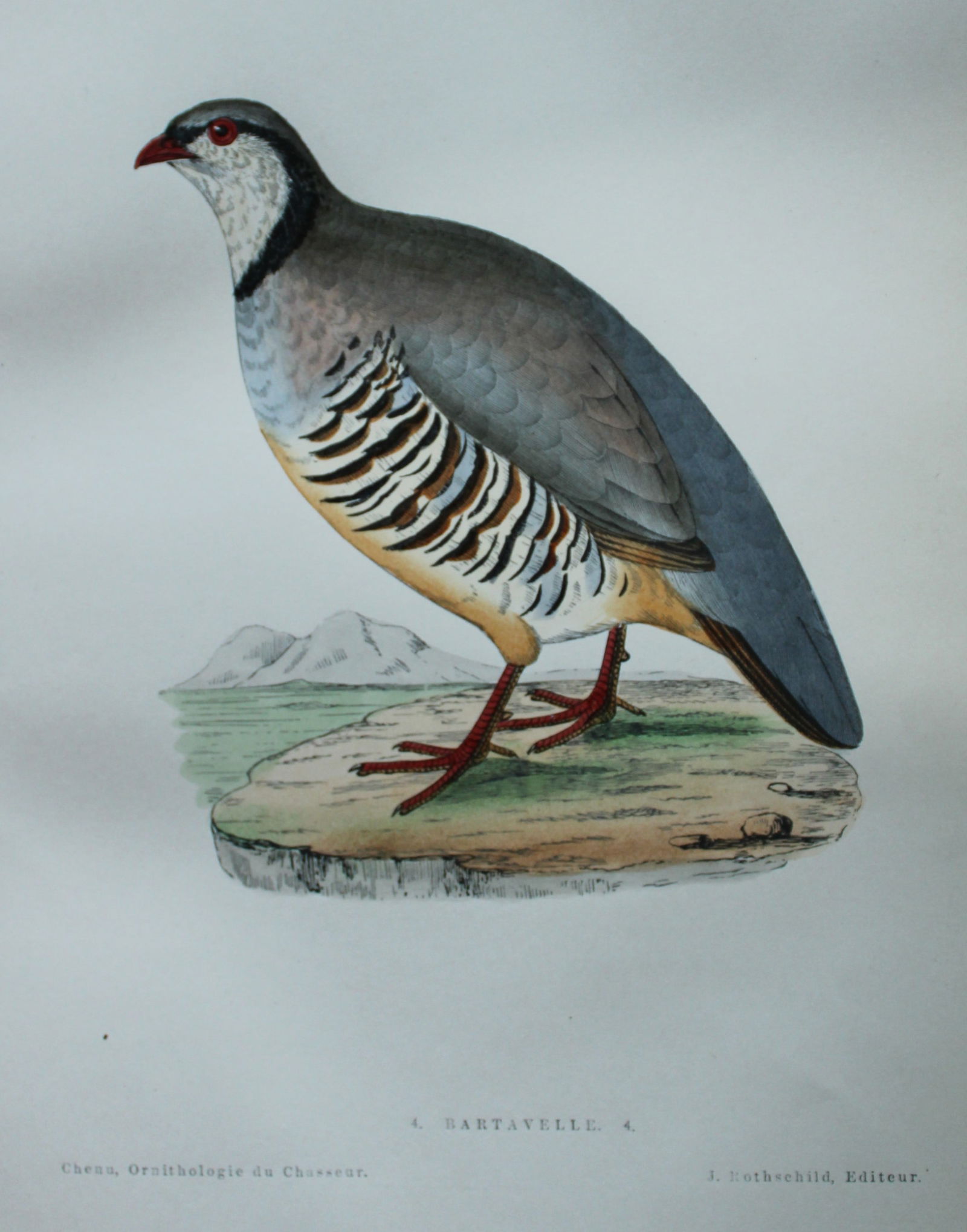 Jean Charles Chenu - 3 hand-coloured lithographs of Partridges 1870 (1 of 6)