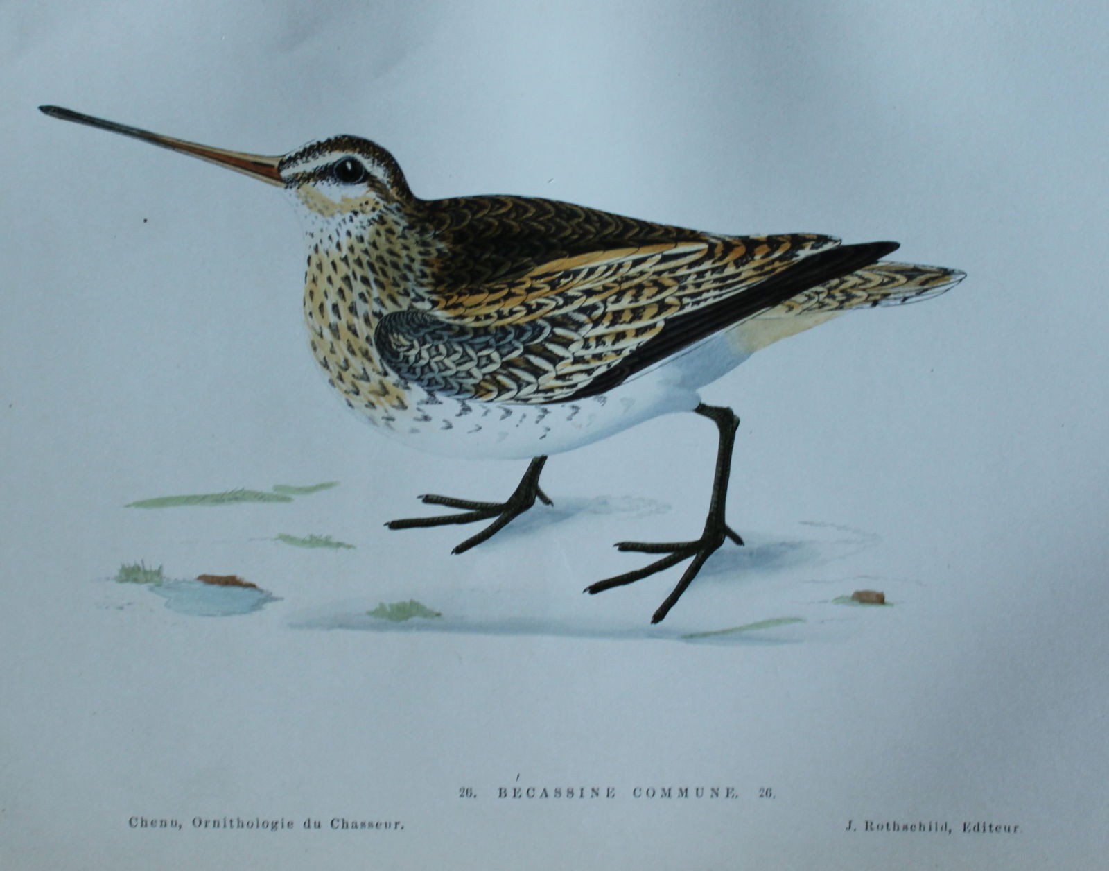 Jean Charles Chenu - 3 hand-coloured lithographs of Snipes 1870 (1 of 6)