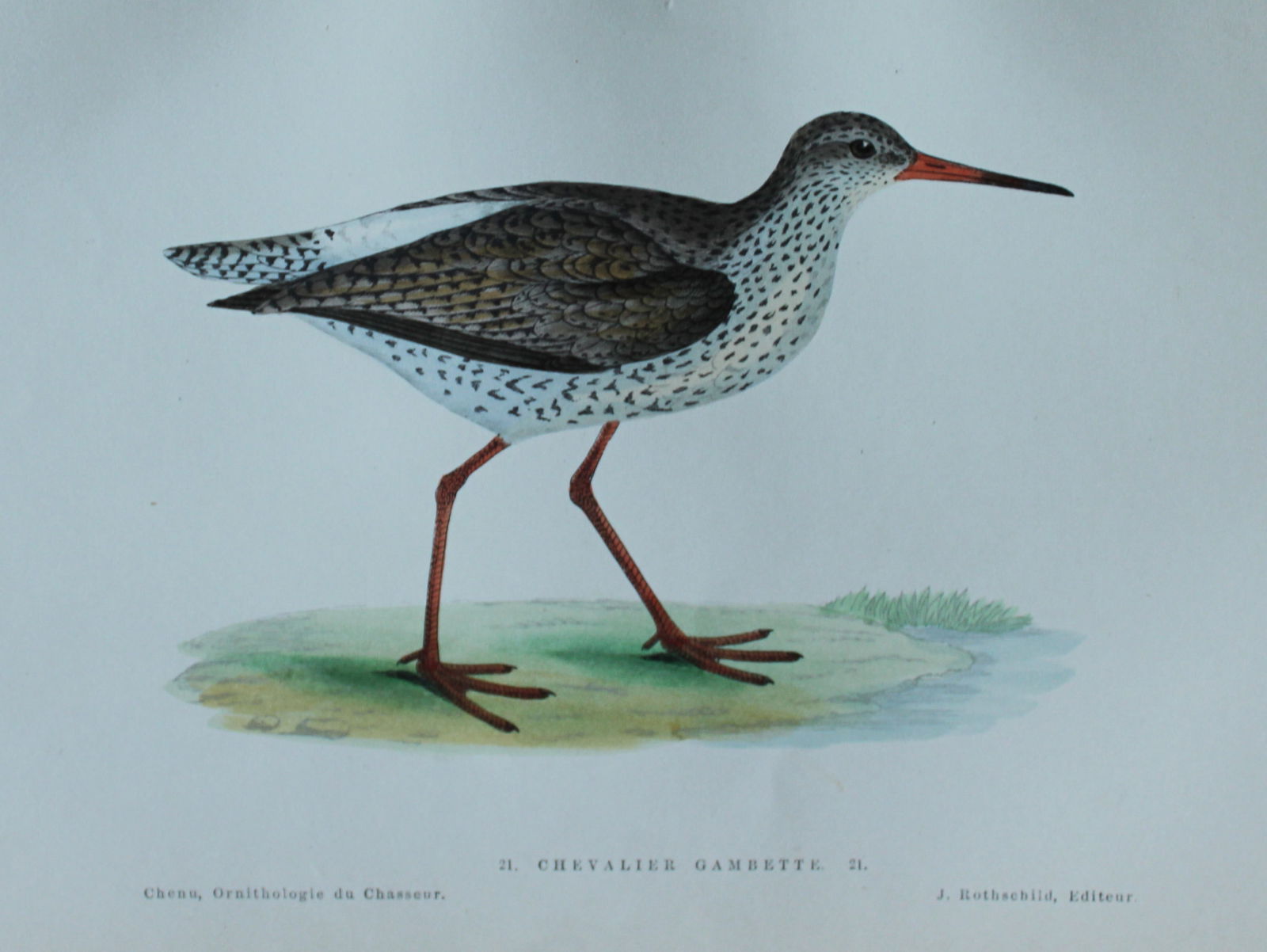 Jean Charles Chenu - 3 hand-coloured lithographs of waders 1870 (1 of 6)
