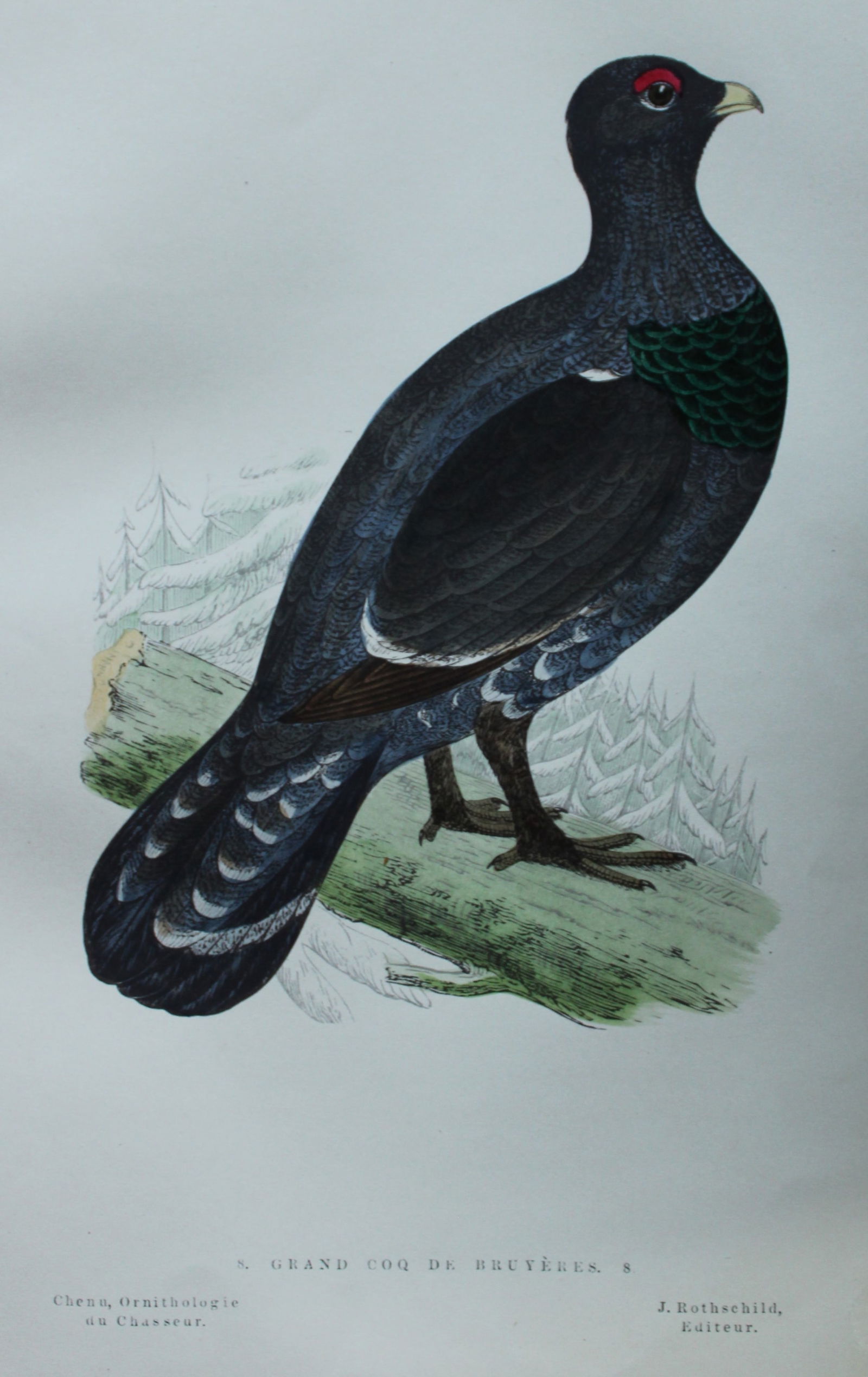 Jean Charles Chenu - 2 hand-coloured lithographs of Grouse 1870 (1 of 4)