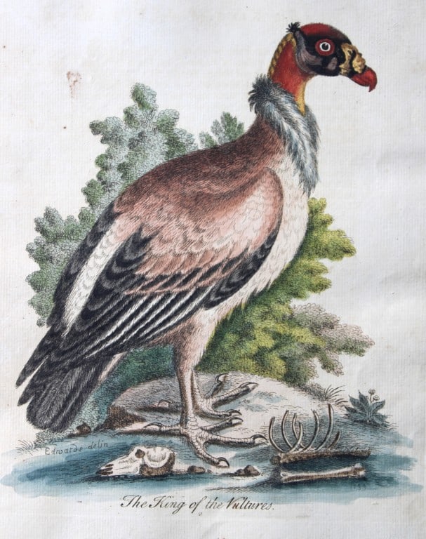 George Edwards - Engraving of King of the Vultures 1743 (1 of 2)