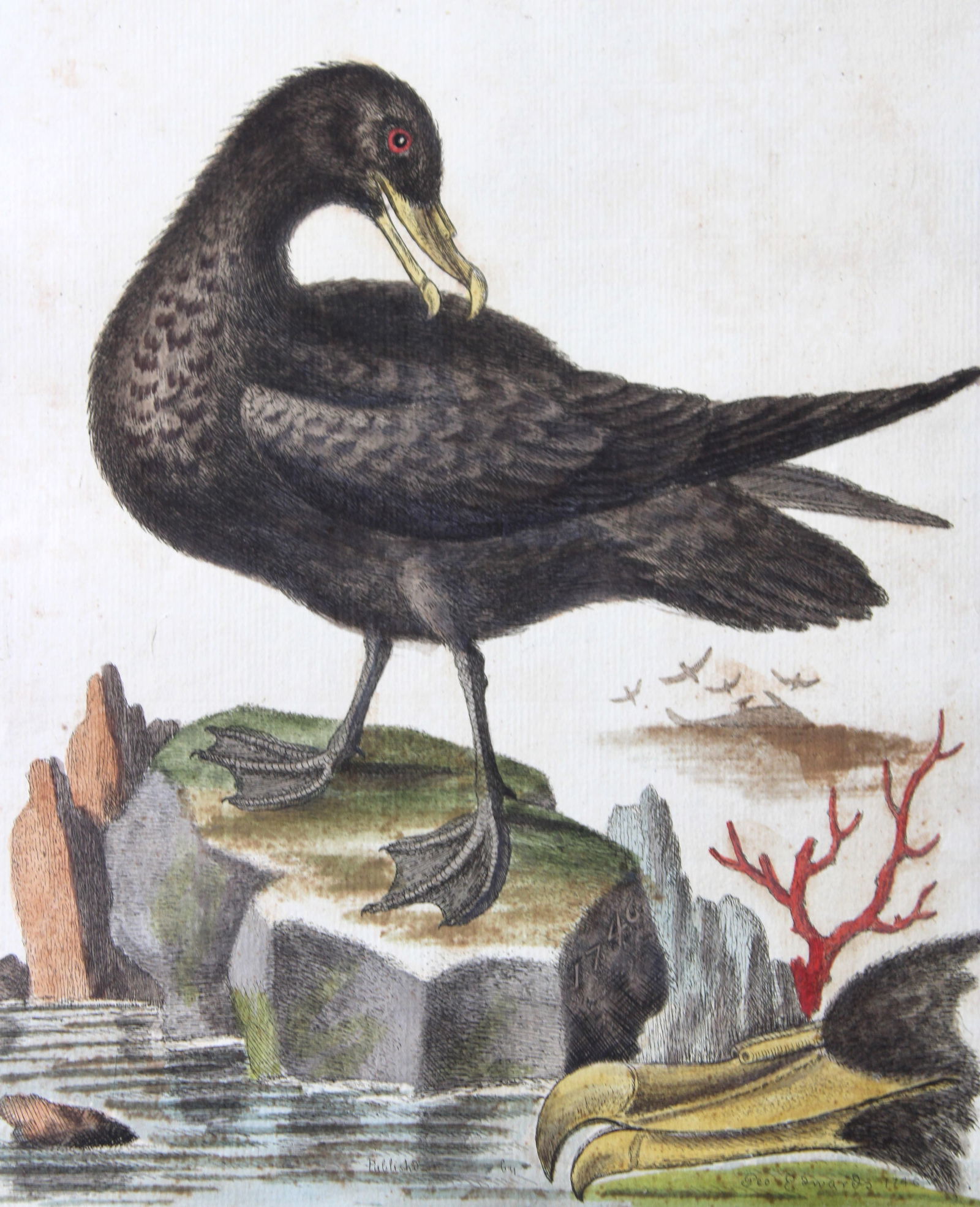 George Edwards - Engraving of Great Black Peteril 1747 (1 of 3)