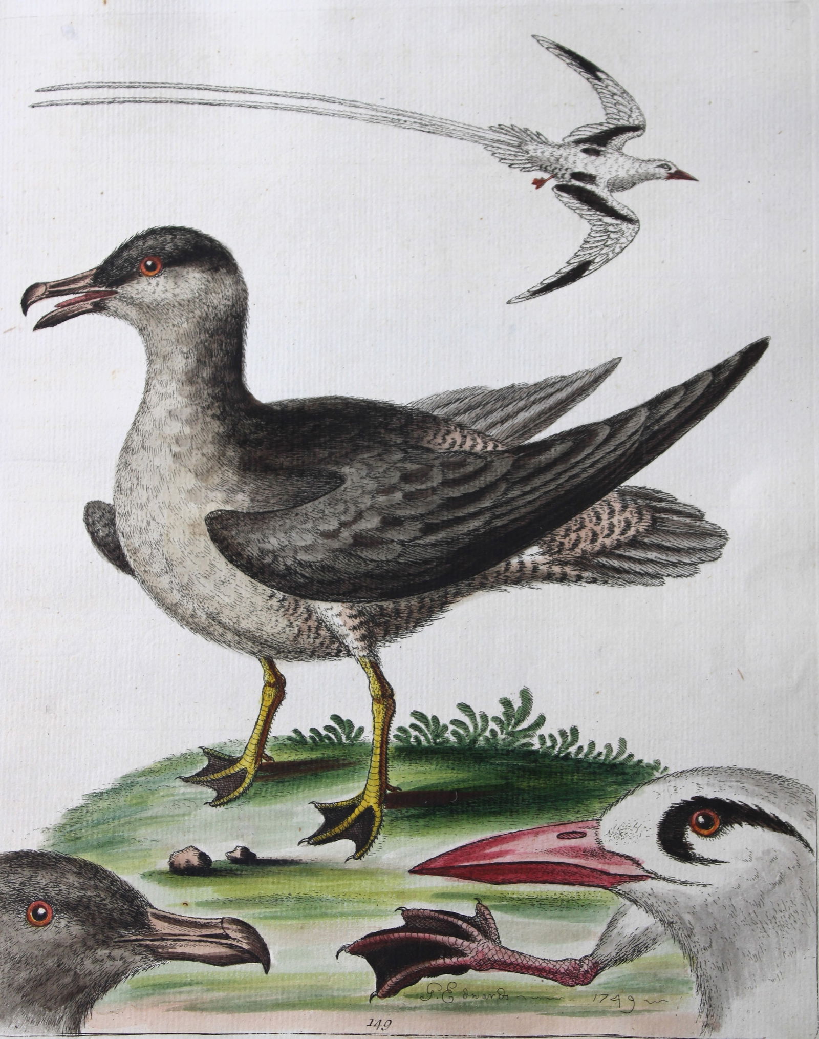 George Edwards - Engraving of the Arctic Bird (Hen) 1750 (1 of 2)